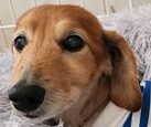 ちょこくん | こころみたす ペット思い出セレモニー