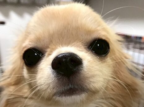 てんてんちゃん | こころみたす ペット思い出セレモニー
