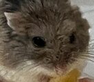 こころみたすペット思い出セレモニーにて葬儀したペットちゃん | ちょこちゃん