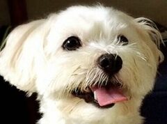 こころみたすペット思い出セレモニーにて葬儀したペットちゃん | クリンくん