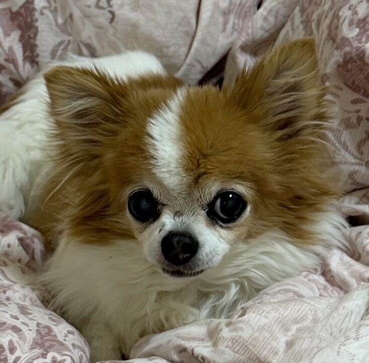 モアちゃん | こころみたす ペット思い出セレモニー