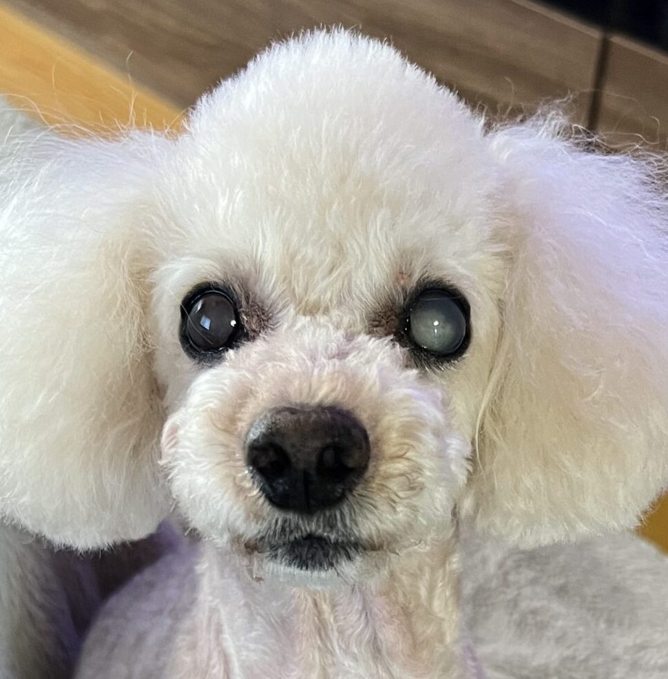 こころみたすペット思い出セレモニーにて葬儀したペットちゃん | モコちゃん
