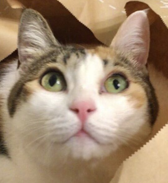 こころみたすペット思い出セレモニーにて葬儀したペットちゃん | ミィちゃん