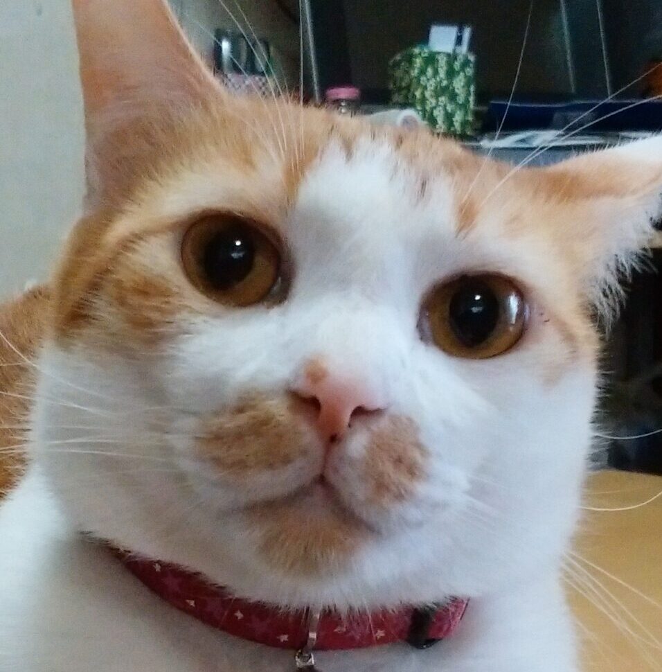 こころみたすペット思い出セレモニーにて葬儀したペットちゃん | 虎徹くん