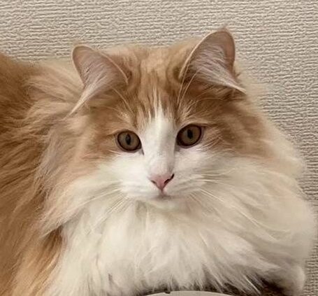 こころみたすペット思い出セレモニーにて葬儀したペットちゃん | ノエルくん
