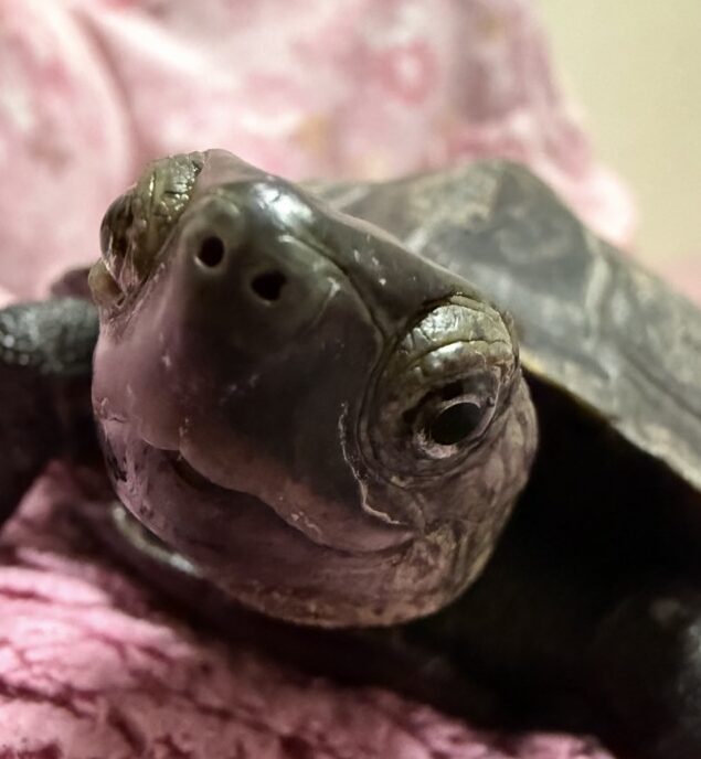 こころみたすペット思い出セレモニーにて葬儀したペットちゃん | なんだいくん