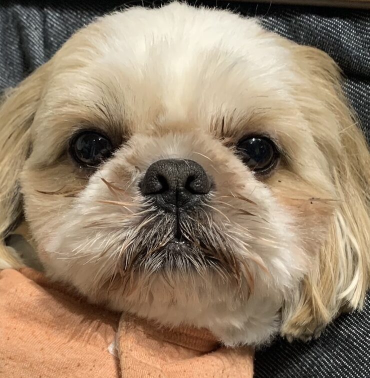 こころみたすペット思い出セレモニーにて葬儀したペットちゃん | イヴくん