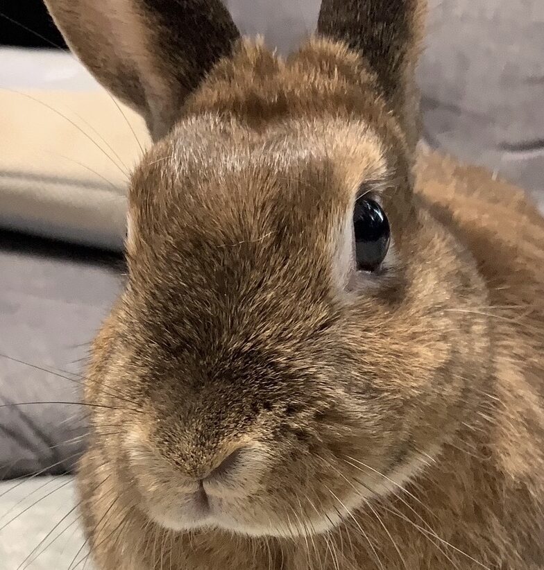 こころみたすペット思い出セレモニーにて葬儀したペットちゃん | チャチャちゃん