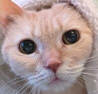 紅葉ちゃん | こころみたす ペット思い出セレモニー
