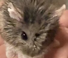 こころみたすペット思い出セレモニーにて葬儀したペットちゃん | ばーぼんくん