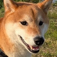 こころみたすペット思い出セレモニーにて葬儀したペットちゃん | 茶太郎くん