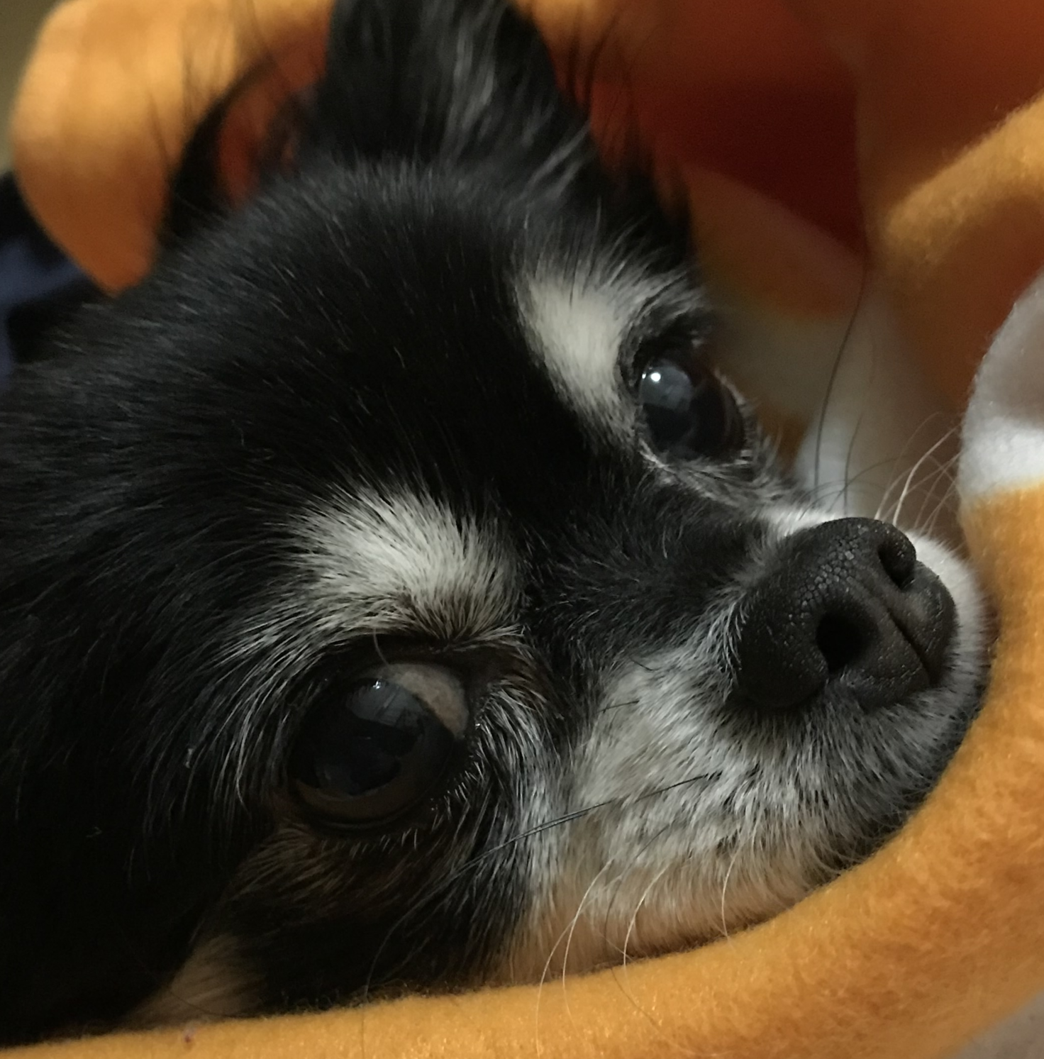 こころみたすペット思い出セレモニーにて葬儀したペットちゃん | COCOちゃん