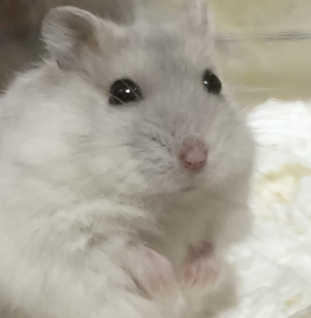 こころみたすペット思い出セレモニーにて葬儀したペットちゃん | アルちゃん