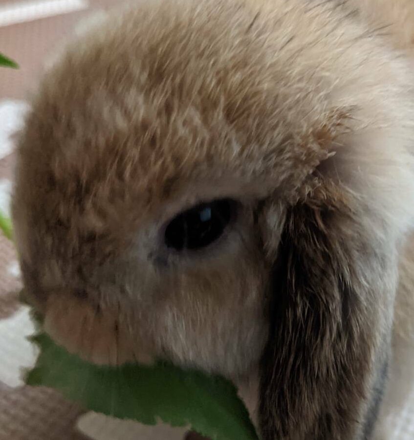 ゆきちちゃん | こころみたす ペット思い出セレモニー