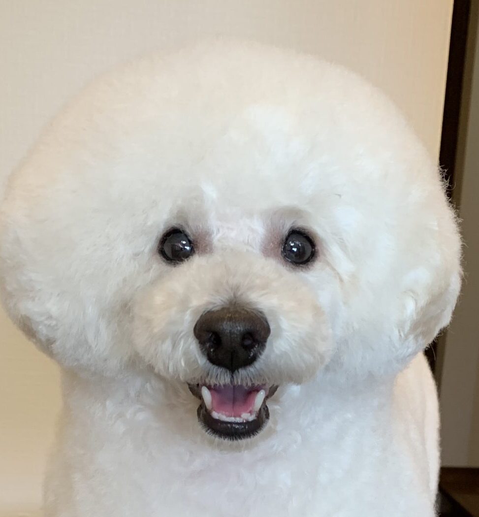 こころみたすペット思い出セレモニーにて葬儀したペットちゃん | 虎太郎くん