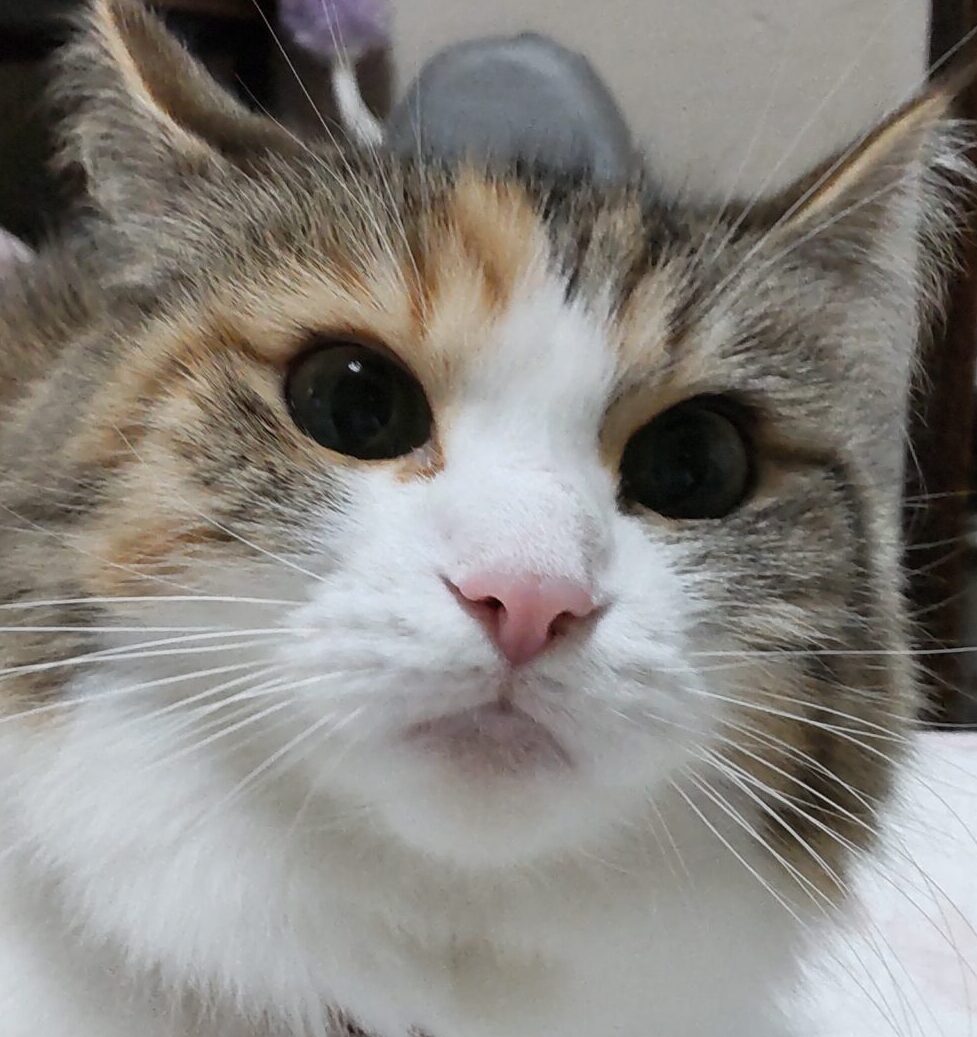 こころみたすペット思い出セレモニーにて葬儀したペットちゃん | ねねちゃん