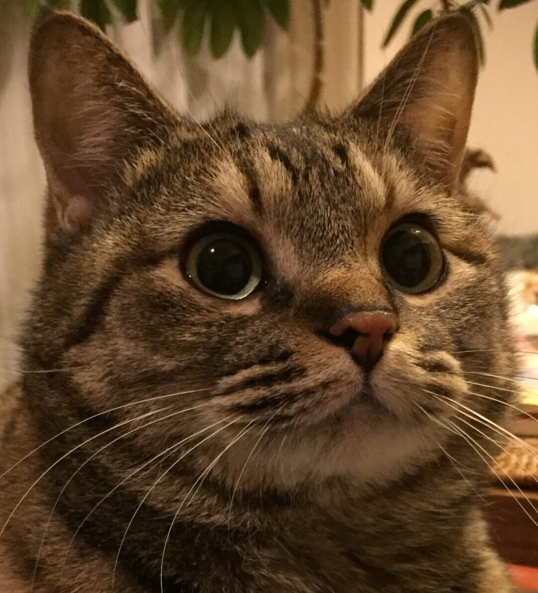 こころみたすペット思い出セレモニーにて葬儀したペットちゃん | もんじゃちゃん