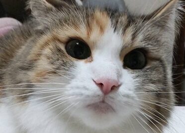 こころみたすペット思い出セレモニーにて葬儀したペットちゃん | ねねちゃん