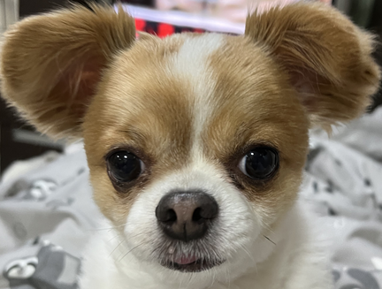こころみたすペット思い出セレモニーにて葬儀したペットちゃん | プリンくん