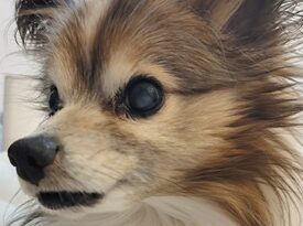 こころみたすペット思い出セレモニーにて葬儀したペットちゃん | 龍凰くん