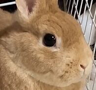 こころみたすペット思い出セレモニーにて葬儀したペットちゃん | ちゃこちゃん