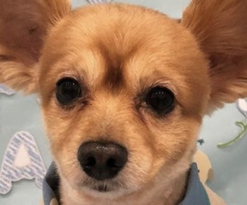 こころみたすペット思い出セレモニーにて葬儀したペットちゃん | エナジーくん