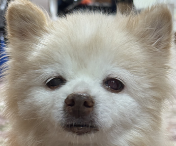 こころみたすペット思い出セレモニーにて葬儀したペットちゃん | ジャムちゃん