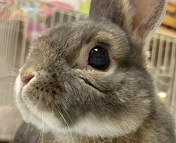 ポポくん | こころみたす ペット思い出セレモニー