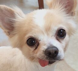 こころみたすペット思い出セレモニーにて葬儀したペットちゃん | てりーくん