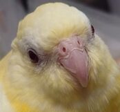 こころみたすペット思い出セレモニーにて葬儀したペットちゃん | メジアンちゃん