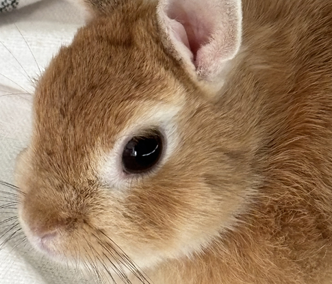 こころみたすペット思い出セレモニーにて葬儀したペットちゃん | 摩耶ちゃん