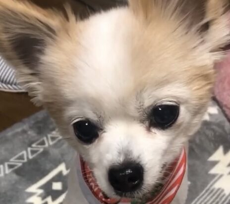 こころみたすペット思い出セレモニーにて葬儀したペットちゃん | レオちゃん