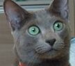 こころみたすペット思い出セレモニーにて葬儀したペットちゃん | アポくん