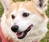 こころみたすペット思い出セレモニーにて葬儀したペットちゃん | りらちゃん