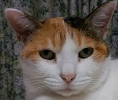 こころみたすペット思い出セレモニーにて葬儀したペットちゃん | ハナちゃん