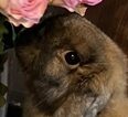 こころみたすペット思い出セレモニーにて葬儀したペットちゃん | ポンちゃん