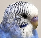 こころみたすペット思い出セレモニーにて葬儀したペットちゃん | ピースケくん