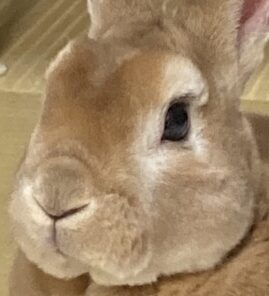 こころみたすペット思い出セレモニーにて葬儀したペットちゃん | きなこくん