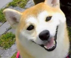こころみたすペット思い出セレモニーにて葬儀したペットちゃん | ゆきちゃん