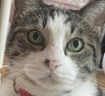 こころみたすペット思い出セレモニーにて葬儀したペットちゃん | にゃんすけくん