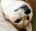 こころみたすペット思い出セレモニーにて葬儀したペットちゃん | ぽるくん