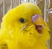 きーくん | こころみたす ペット思い出セレモニー