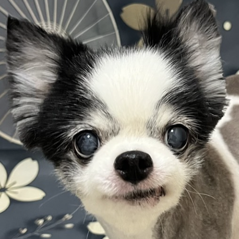 こころみたすペット思い出セレモニーにて葬儀したペットちゃん | しおくん