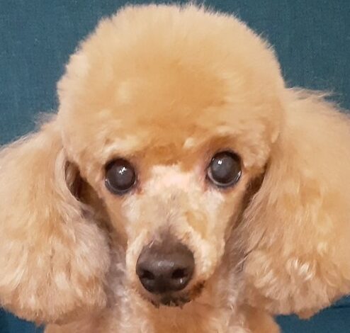 こころみたすペット思い出セレモニーにて葬儀したペットちゃん | ぷぅたんちゃん