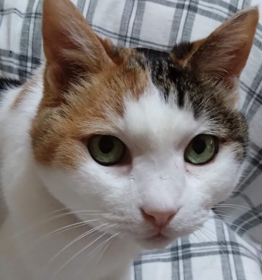ふくちゃん | こころみたす ペット思い出セレモニー