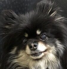 こころみたすペット思い出セレモニーにて葬儀したペットちゃん | ラムちゃん