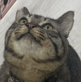 こころみたすペット思い出セレモニーにて葬儀したペットちゃん | 虹伸助くん