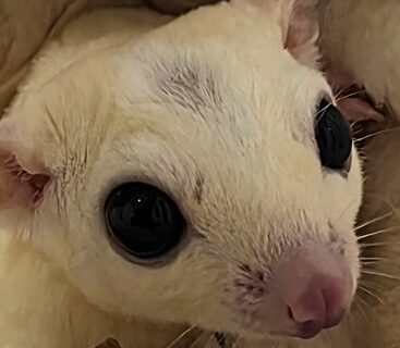 ジャックくん | こころみたす ペット思い出セレモニー