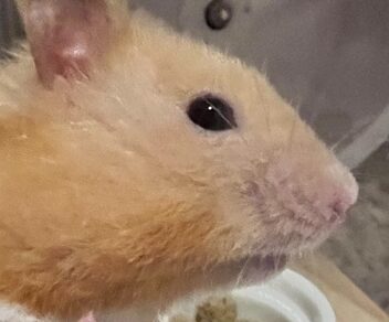 こころみたすペット思い出セレモニーにて葬儀したペットちゃん | ホップくん