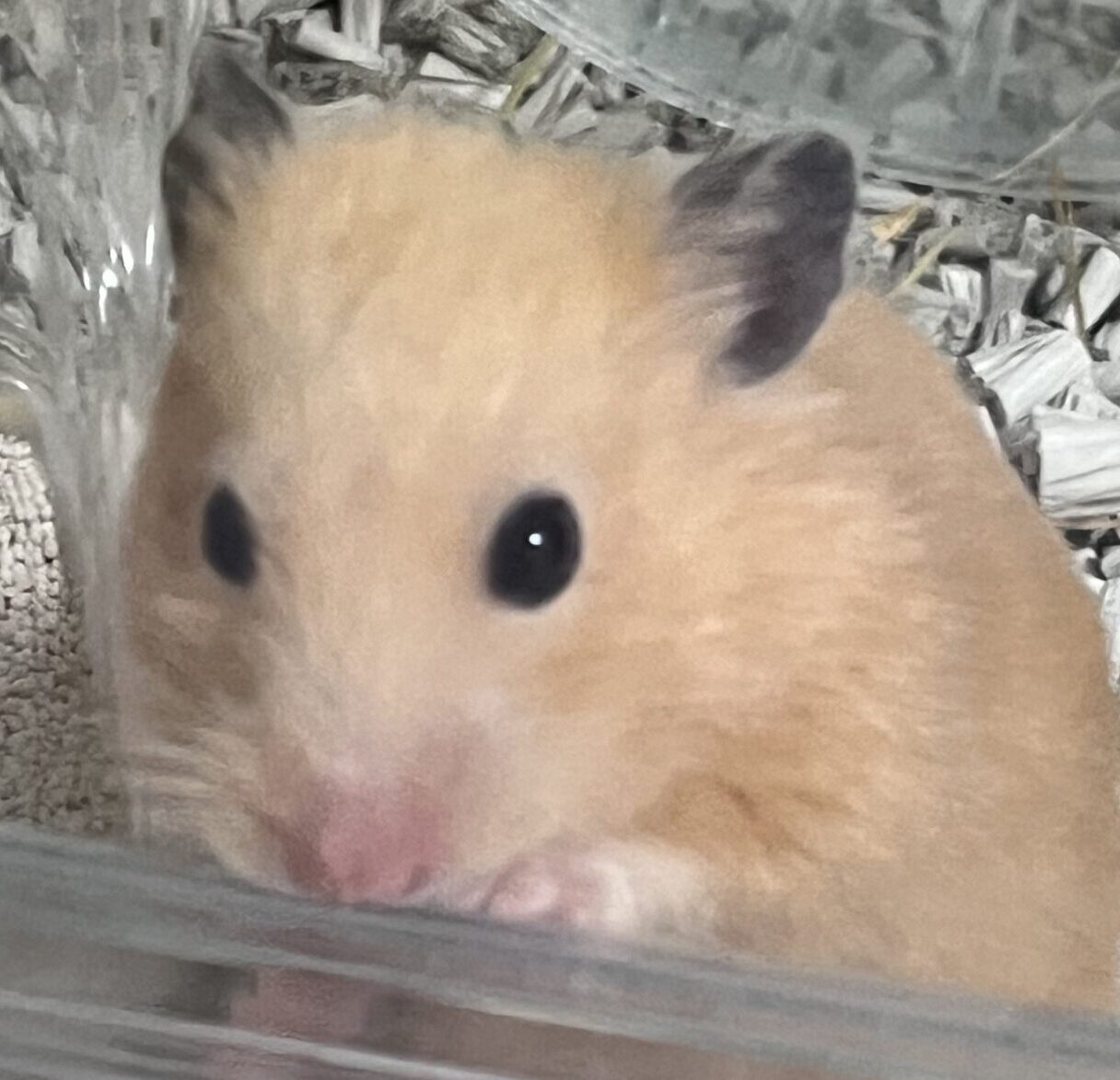 こころみたすペット思い出セレモニーにて葬儀したペットちゃん | はるちゃん